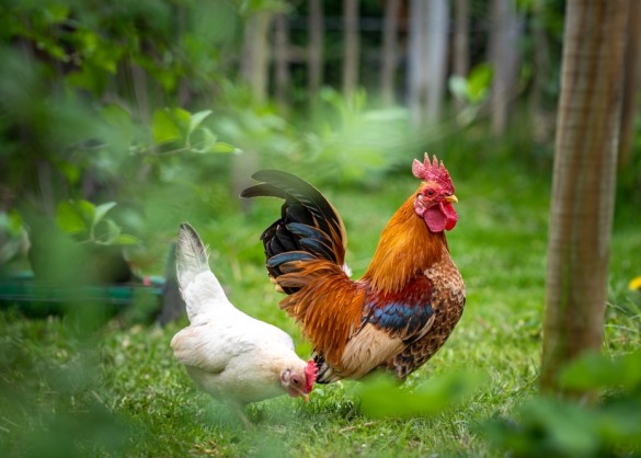 Aubergine Toestand Gek De serama: het kleinste kippenras ter wereld | Beestig.be