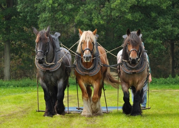 Brabantse trekpaarden is een van de oerpaardenrassen in België