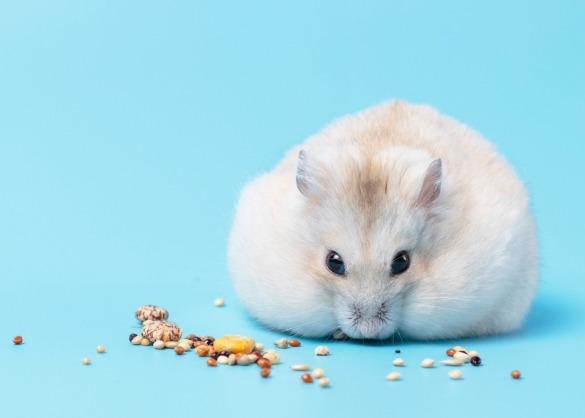 Fluffy hamster
