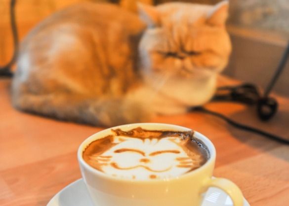 kat en koffie