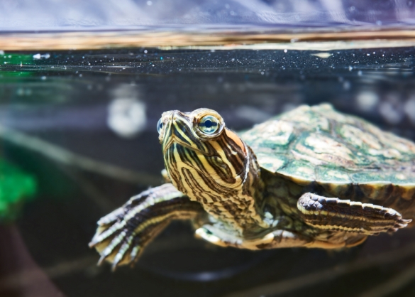 Waterschildpad in het water