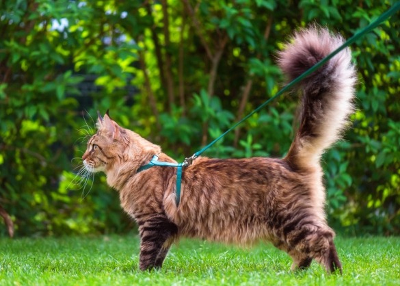 Halflangharige tabby kat loopt aan een leiband 