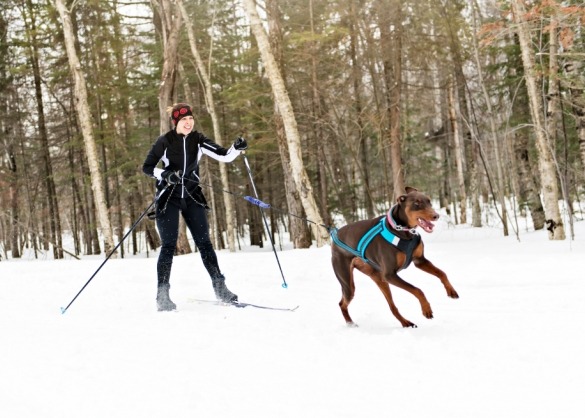 Hond loopt voor ski's in de sneeuw 
