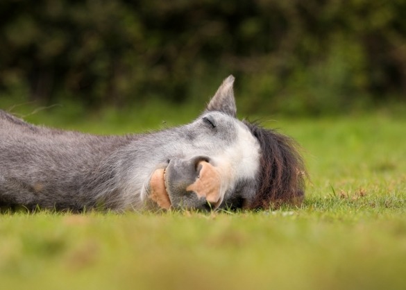 Close up van een paard dat liggend slaapt 