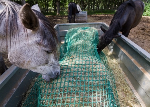 Paarden eten hooi uit grote bak met slowfeeder net 