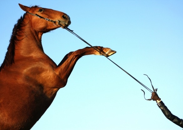 Steigerend paard aan halster