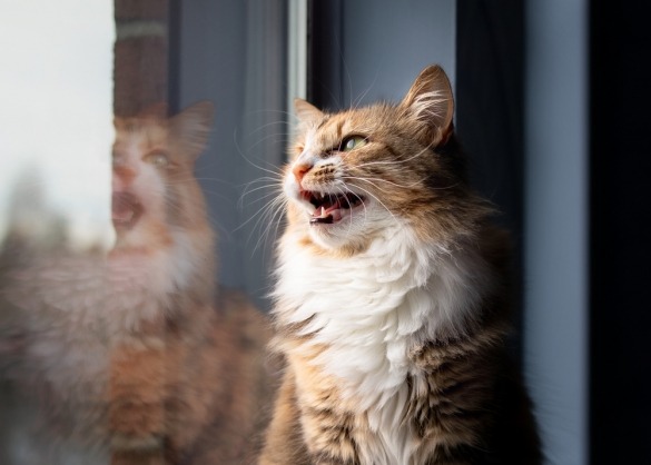 Kat 'stottert' naar prooi achter het raam