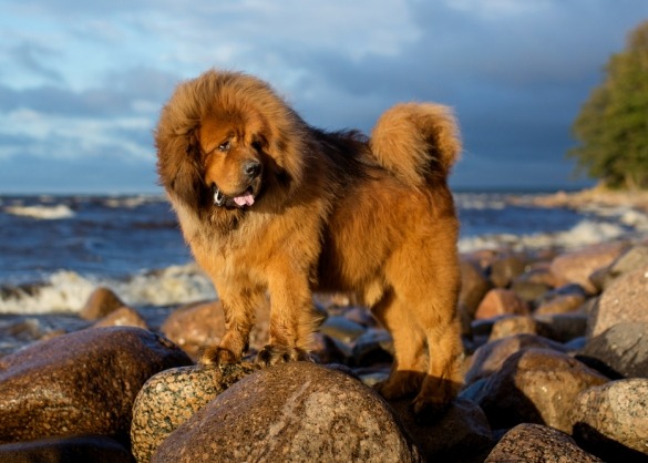 Tibetaanse mastiff