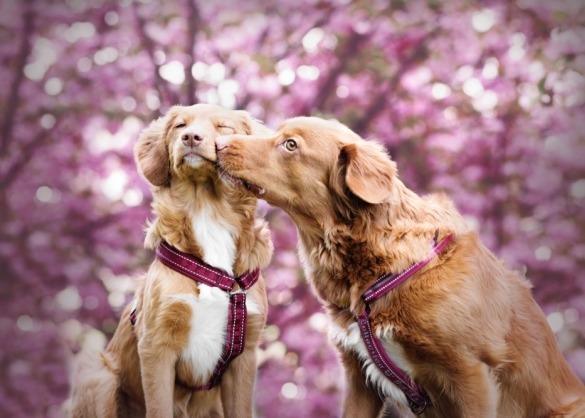 Twee tollers geven elkaar een kus