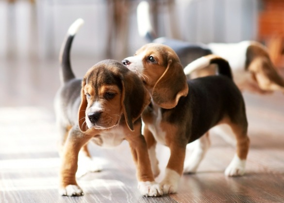 Twee beagle pups spelen in huis
