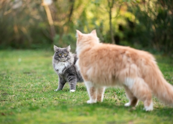 Confrontatie tussen twee katten in de tuin