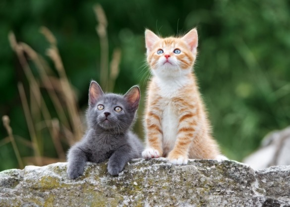 Twee kittens, een grijs en een ros, in openlucht