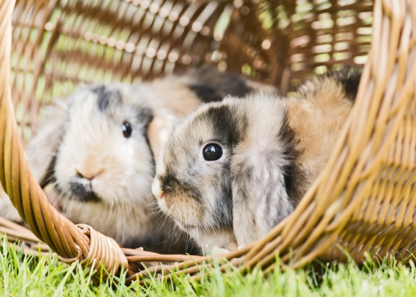Twee konijnen met hangoren zitten in een omgevallen rieten mand