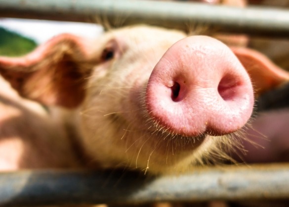 Varken strekt zijn neus richting fotograaf