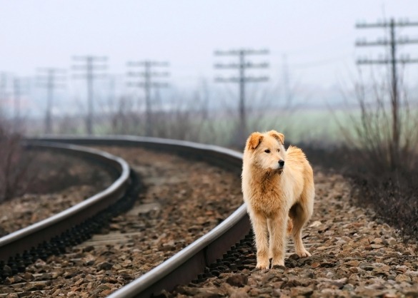 Verloren gelopen hond loopt langs spoorlijn 