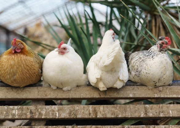 Vier kippen op een rij met eentje omgekeerd