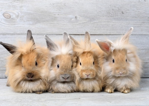 Vier konijntjes op een rij