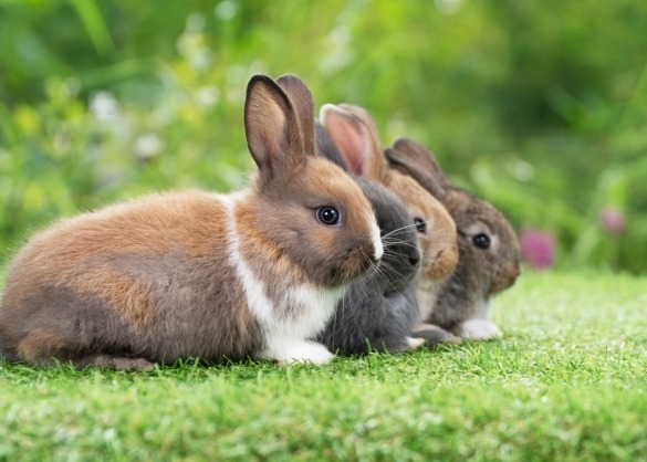 Vier konijntjes op een rij in het gras
