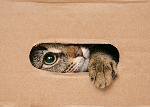 organiseren Lotsbestemming Geurloos Waarom zitten katten graag in kartonnen dozen? | Beestig.be