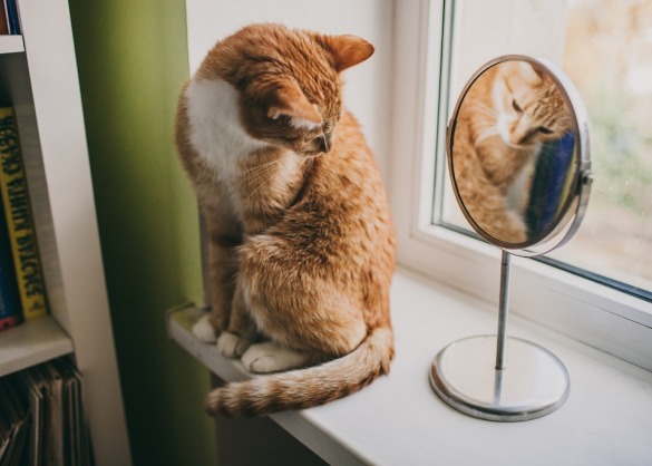 wat_gebeurt_er_als_een_kat_in_de_spiegel_kijkt