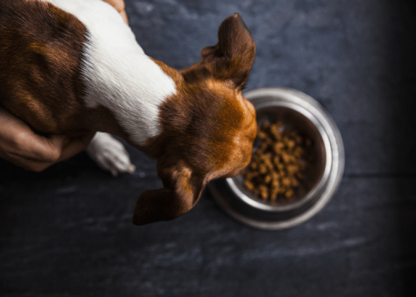 Hond eet brokken uit voerbak