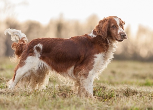 Welsh springer spaniël