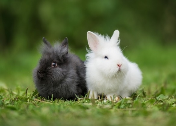 Zwart en wit konijn