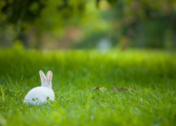 Wit konijntje zit in het gras