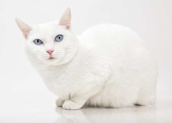 Witte kat met blauwe ogen met een witte achtergrond