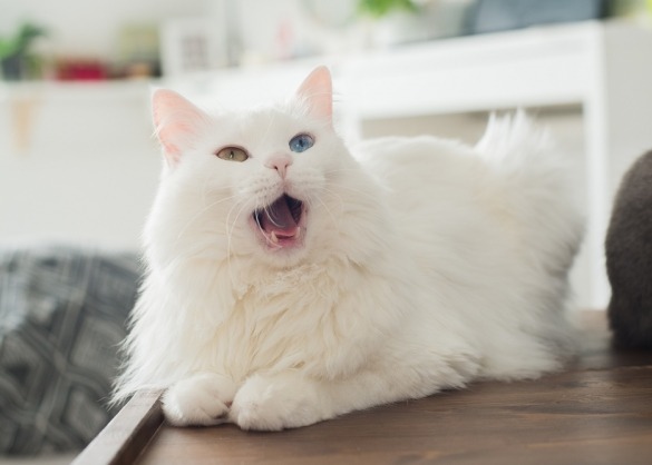 Witte, langharige kat ligt op kast en miauwt