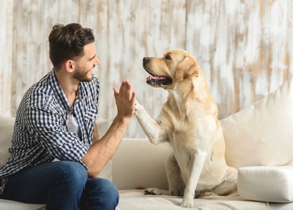 worden_honden_in_elke_cultuur_als_huisdier_gezien