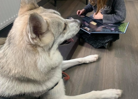 Hond Zembla luistert naar kind dat boek voorleest