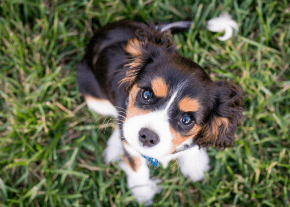 puppy in het gras