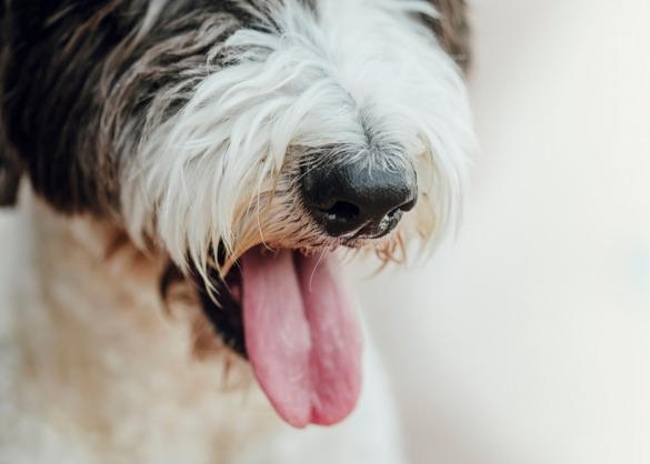 Zwart-witte hond met tong uit de bek
