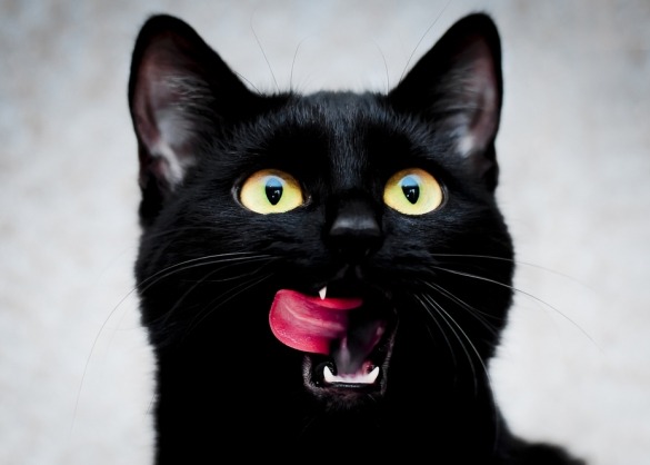 Zwarte kat likt aan mond