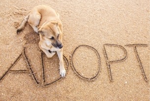 Hond zit op strand met tekst adopted