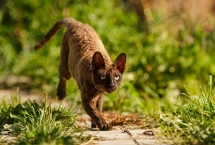 Donkerbruine Cornish rex