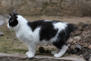 Een wit met zwarte cymric