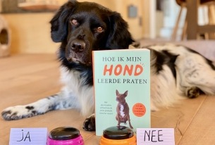 Hond ligt bij boek en twee knoppen met opschrift 'ja' en 'nee'