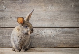 Grijs konijn voor houten schutting