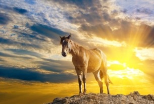 Intense avondzon schijnt op een paard dat in de wolken lijkt te staan
