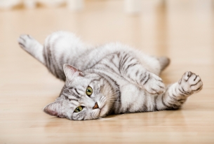 Zilvergrijze tabby kat kijkt verleidelijk naar de camera