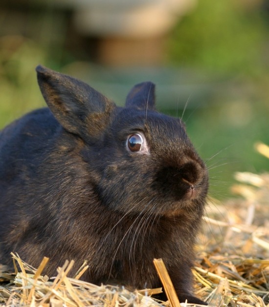 Zwart konijn toont duidelijke tekenen van angst