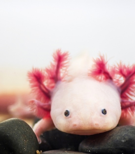 'Witte' axolotl met zwarte ogen 