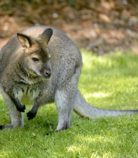 Bennet wallaby op het gras