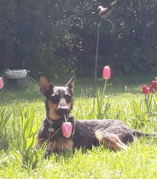 Hond eet bloemen op in tuin