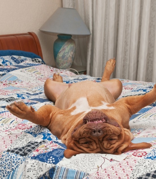 Bordeaux dog ligt op zijn rug op bed 