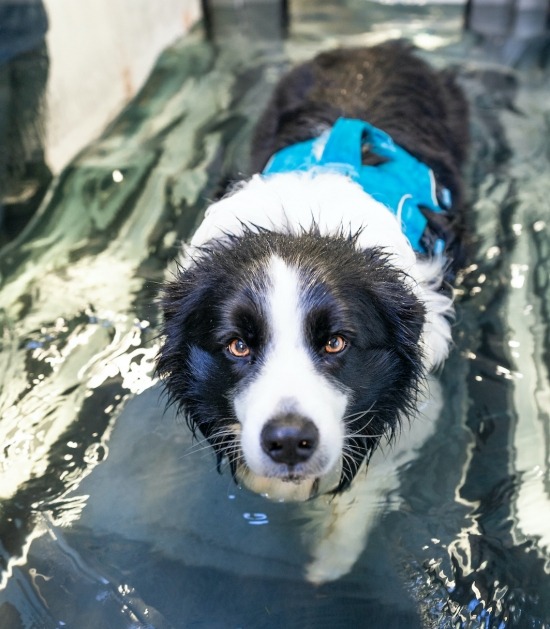 Border collie op loopband in water