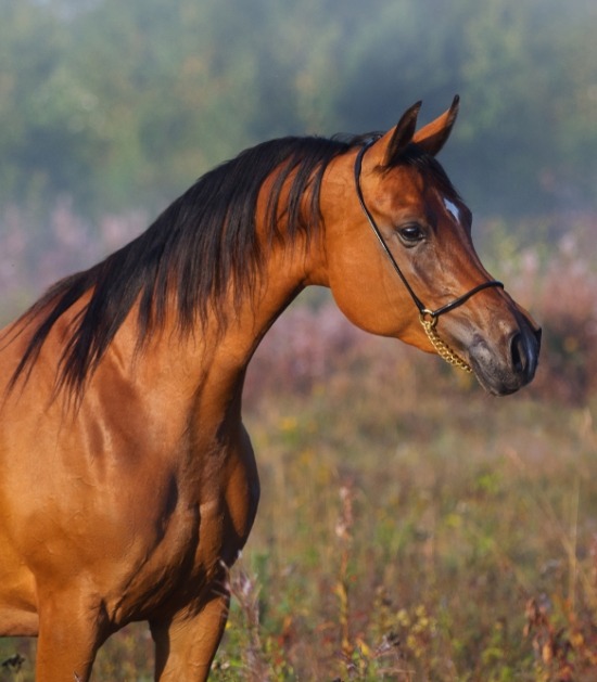 bruine arabier bruine arabier