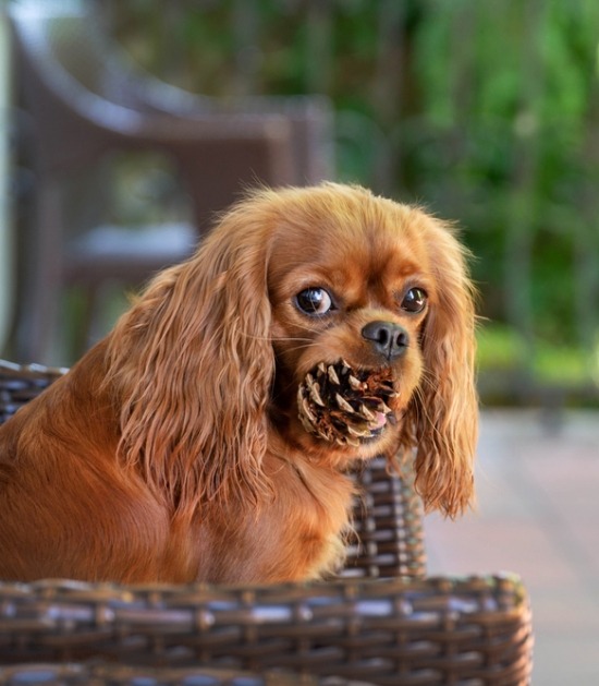 Cavalier king Charles spaniel zit in stoel met denappel in zijn bek